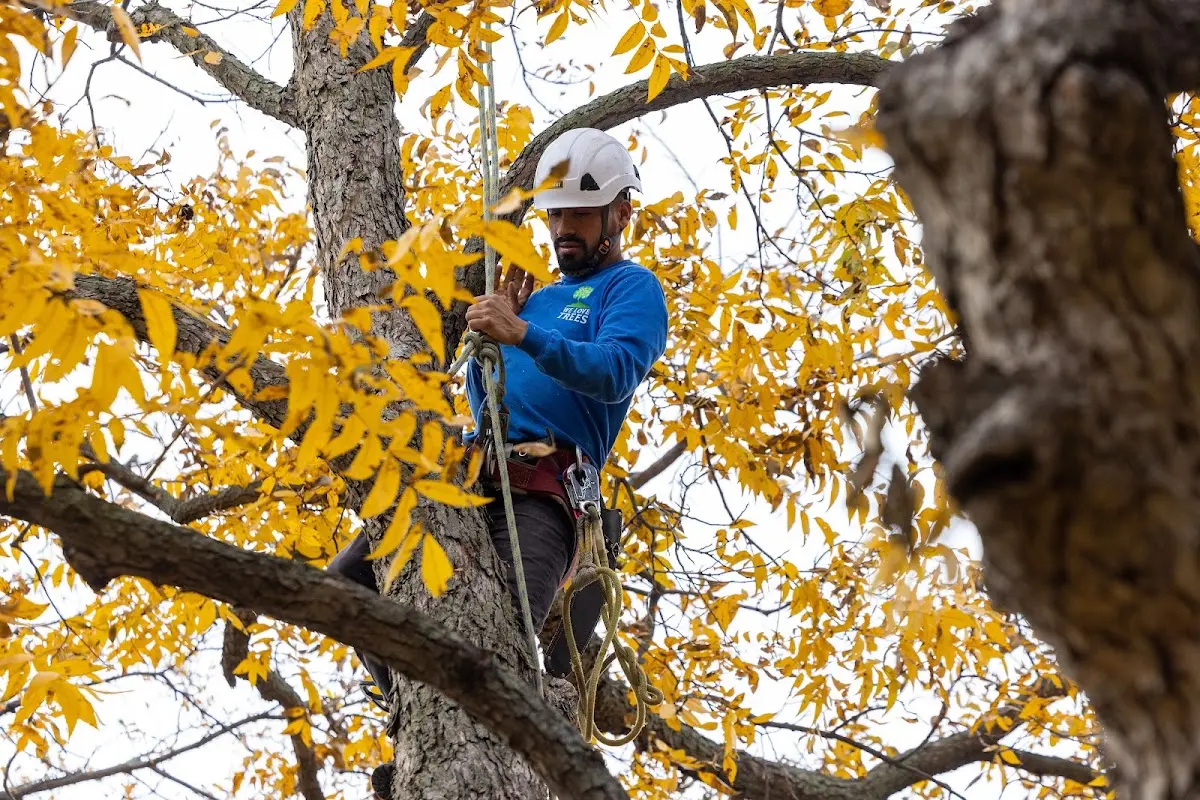 Skilled Storm Damage Cleanup crew working in Blackwater