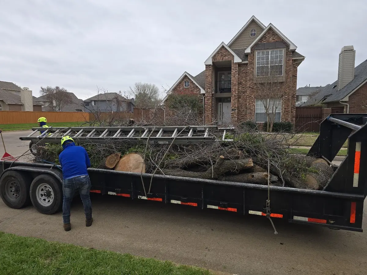 Expert Tree Removal with proper safety equipment in Blackwater